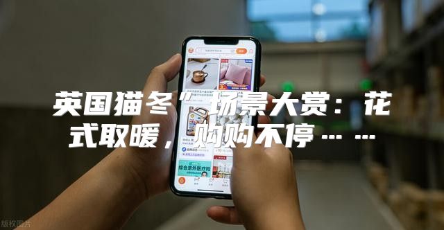 英国猫冬”场景大赏：花式取暖，购购不停……
