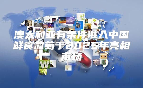 澳大利亚有条件准入中国鲜食葡萄于2025年亮相市场